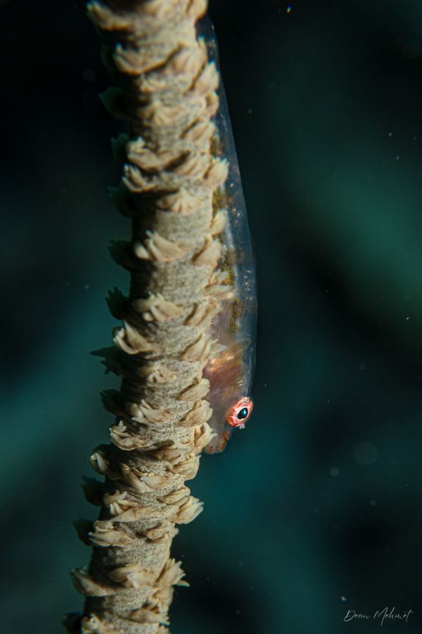 Seawhip Goby