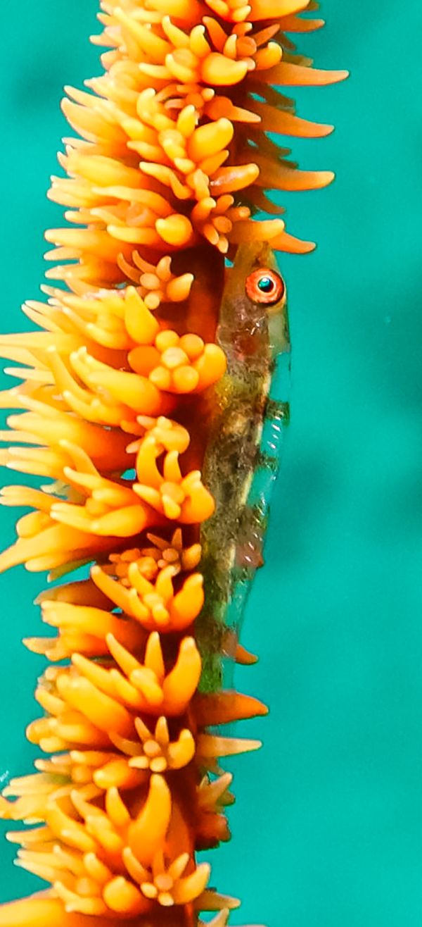 Seawhip Goby - Anilao - 12 June 2025 - Dive 1