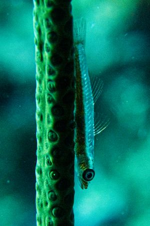 Seawhip Goby