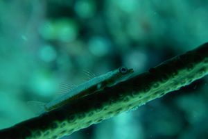 Seawhip Goby