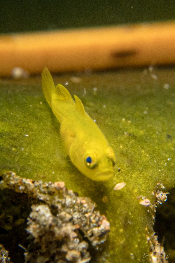 Yellow Pygmy Goby