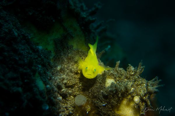 Yellow Pygmy Goby