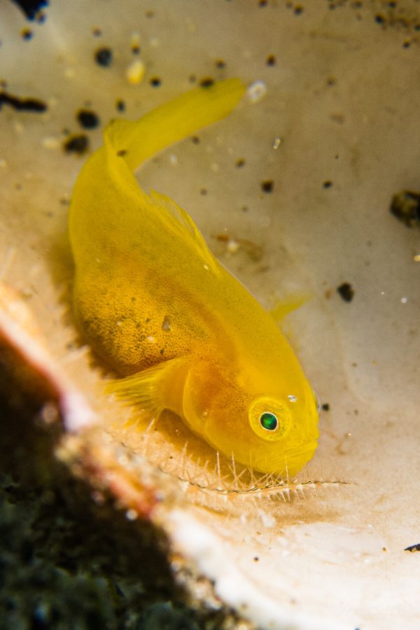 Yellow Pygmy Goby