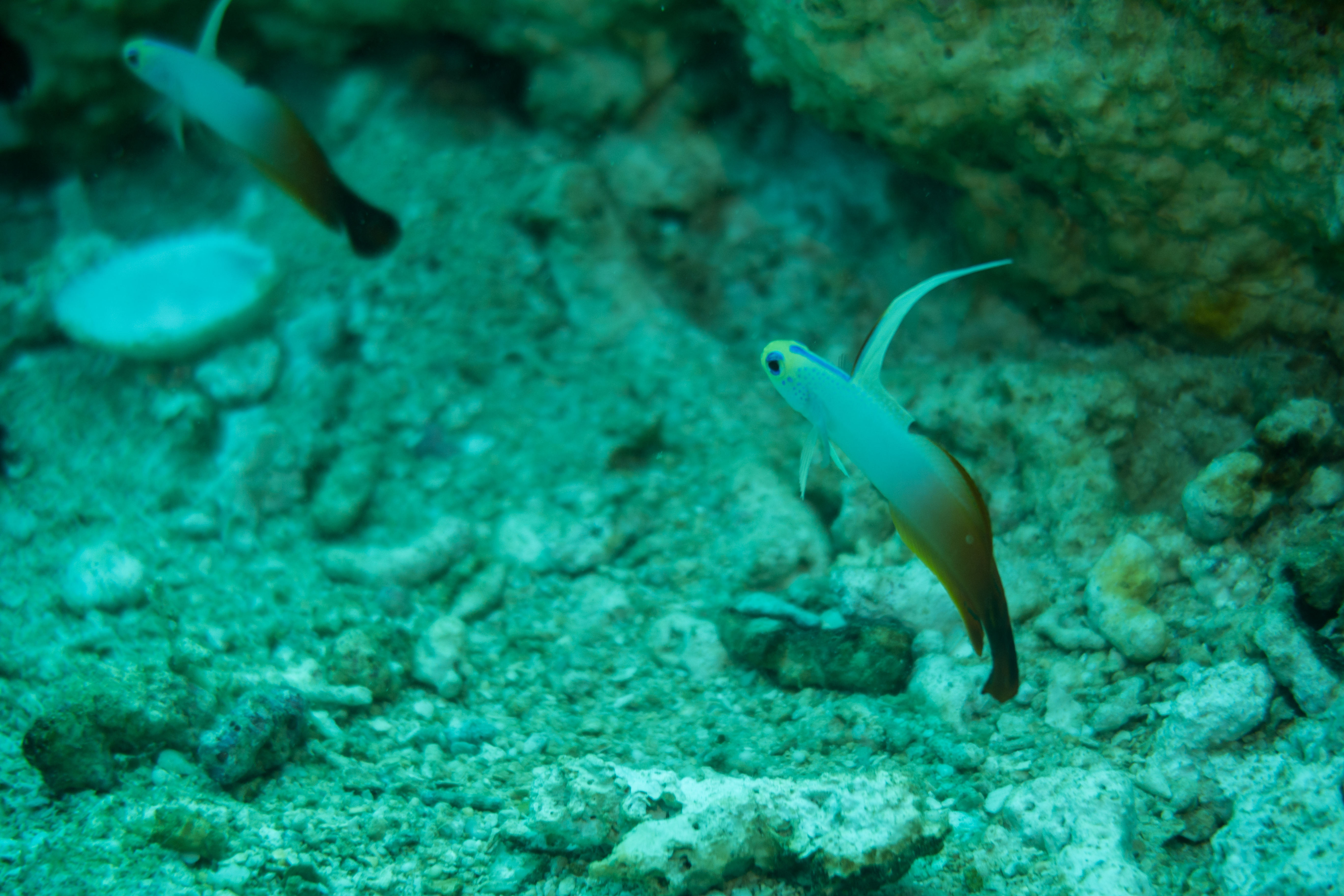 Red Firegoby