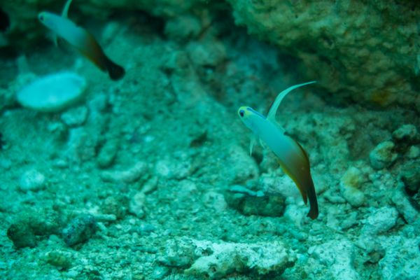 Red Firegoby - Beqa - 9 June 2025 - Dive 0