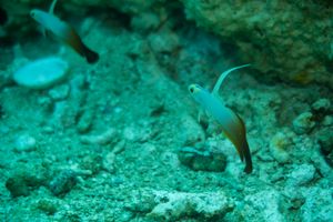 Red Firegoby