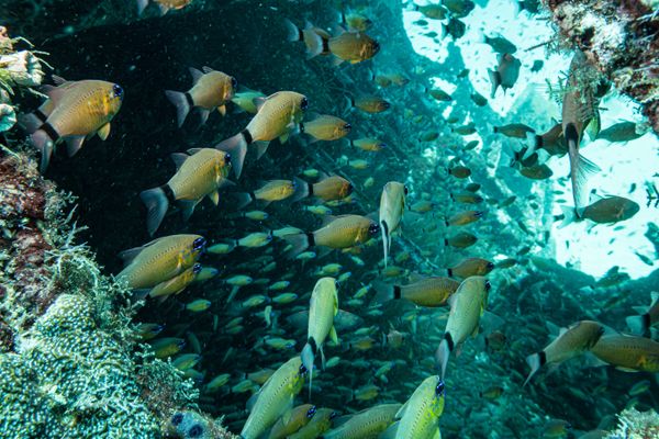 Ringtail Cardinalfish