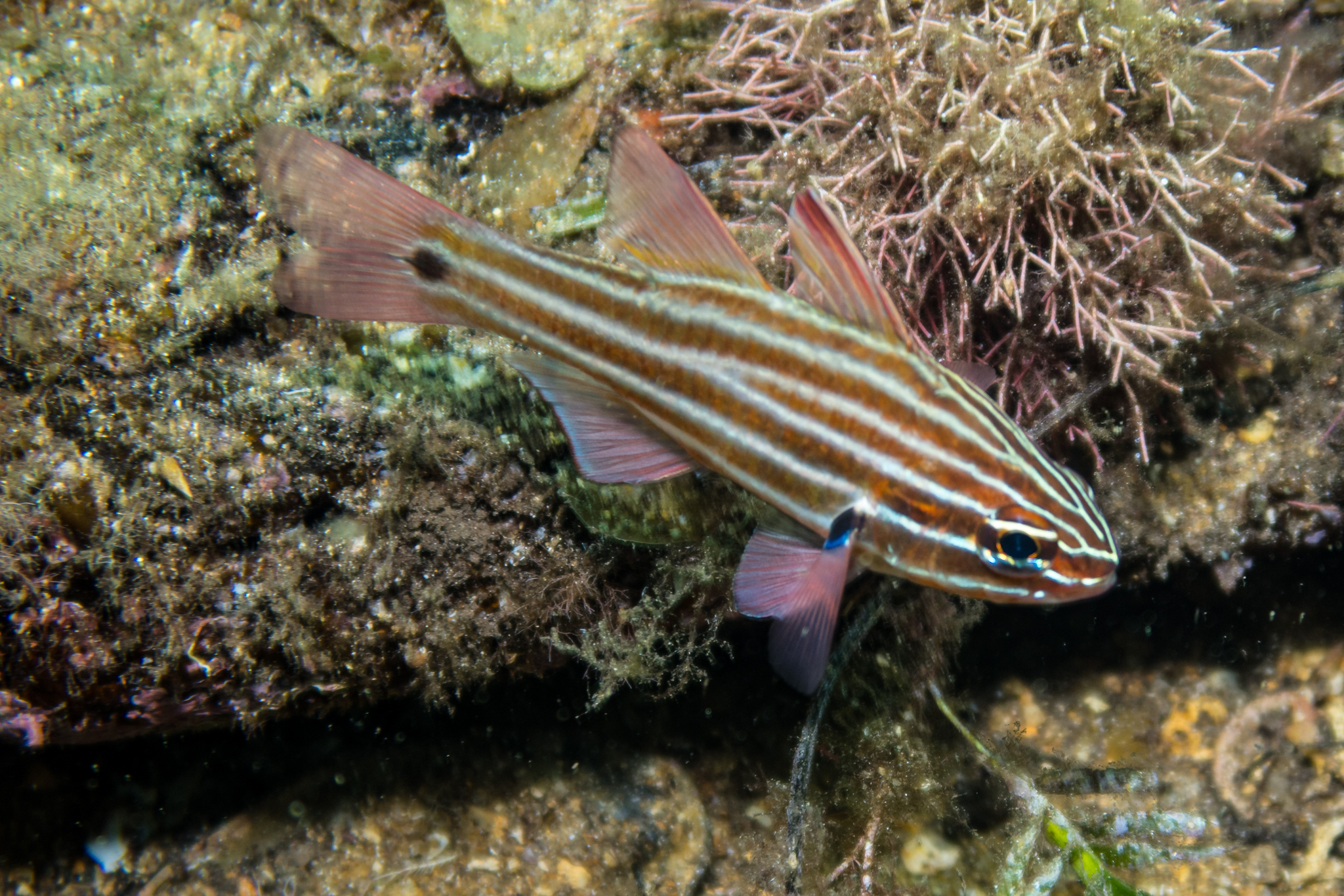 Western Striped Cardinalfish