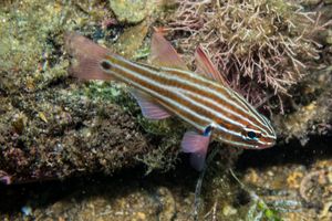 Western Striped Cardinalfish