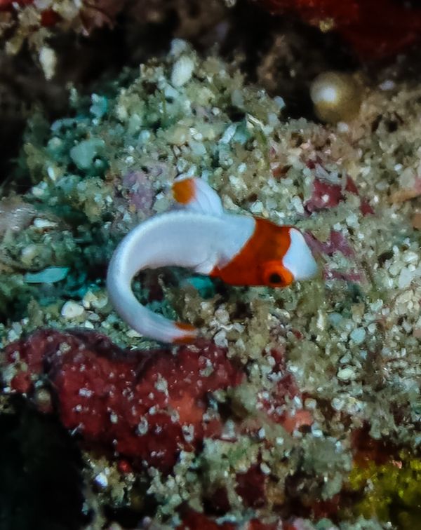 Spotted Parrotfish - Puerto Galera - 9 June 2025 - Dive 0