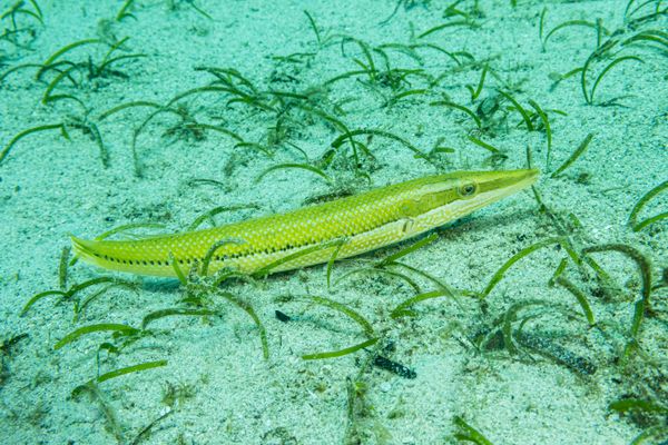 Cigar Wrasse