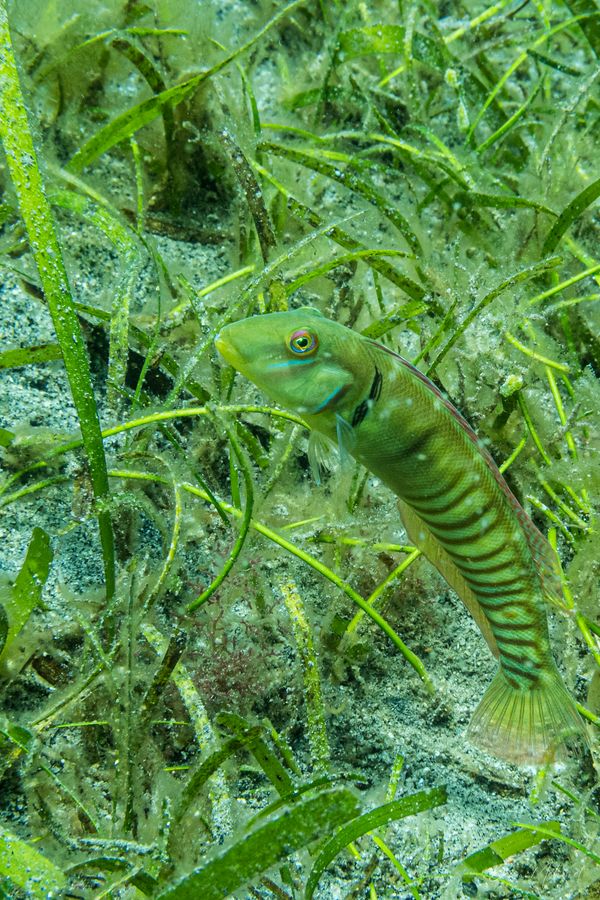 Razor Wrasse