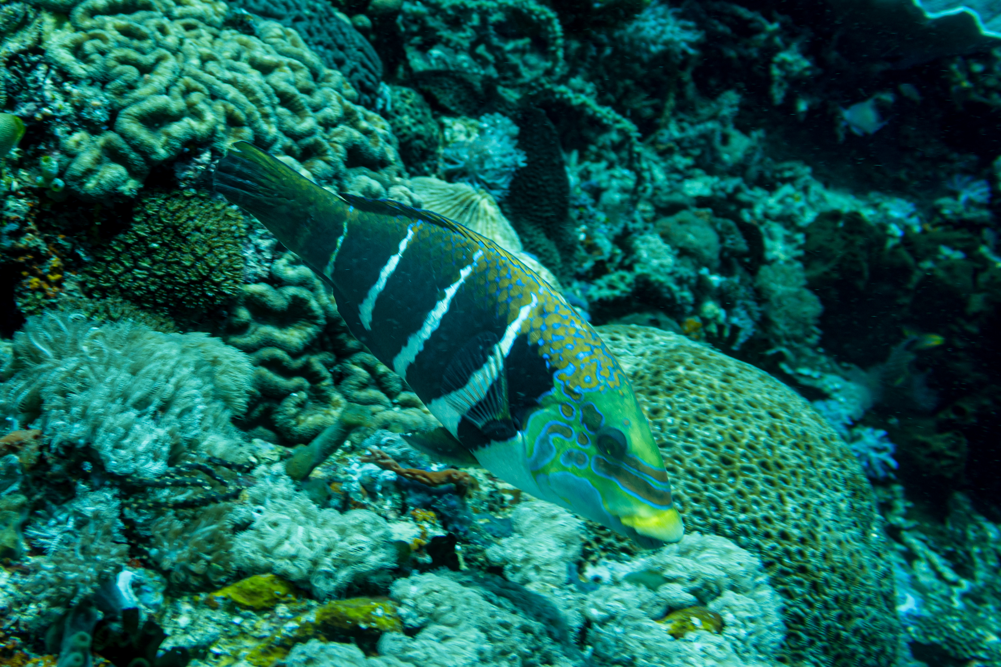 Barred Thicklip