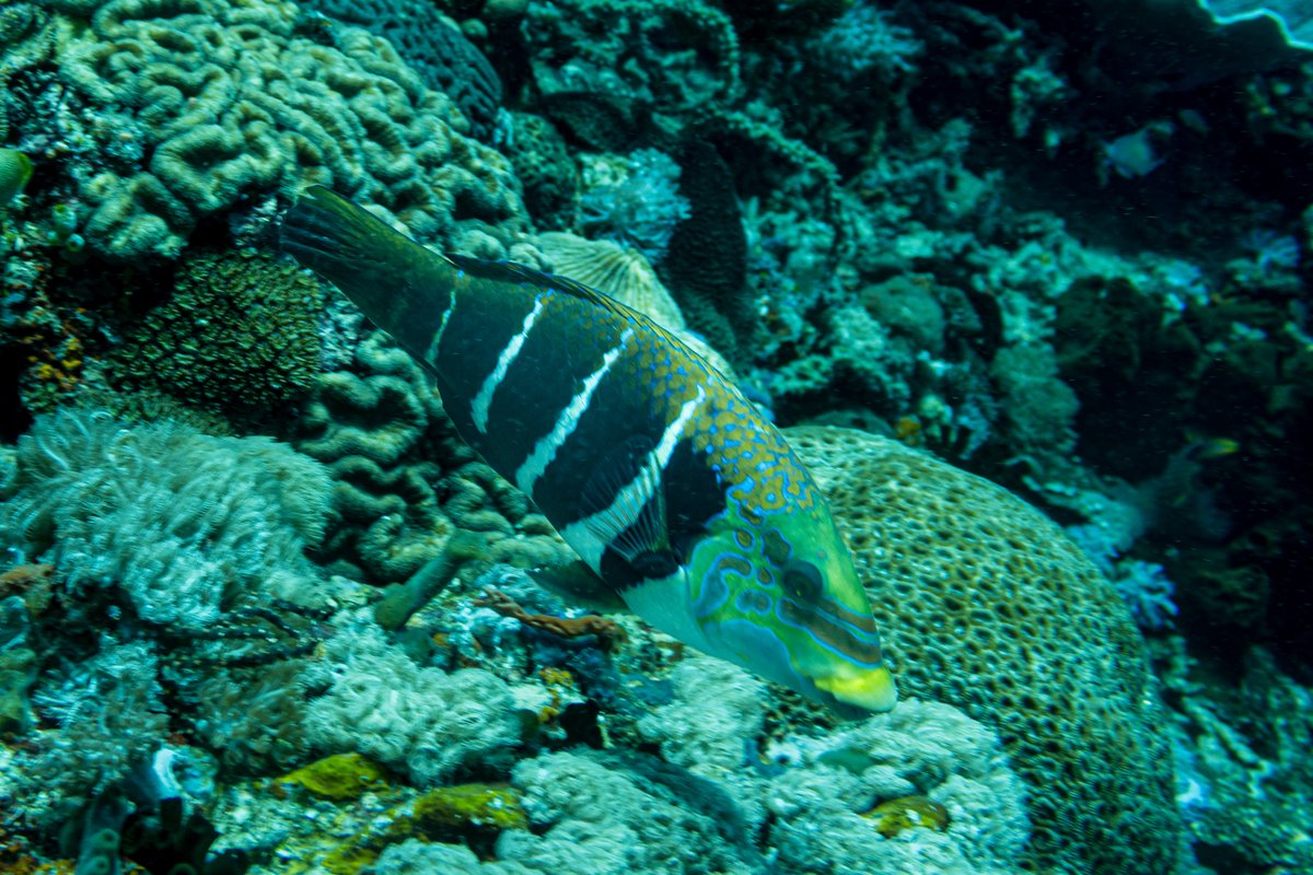 Barred Thicklip