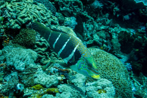 Barred Thicklip