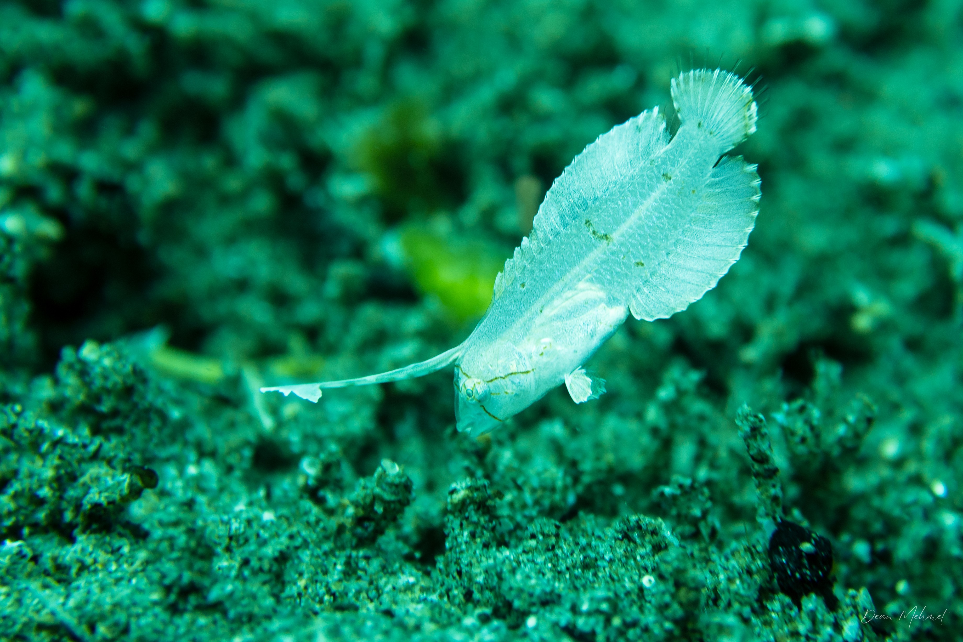Blue Razorfish