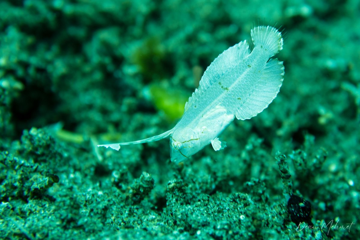 Blue Razorfish