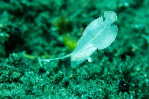 Blue Razorfish