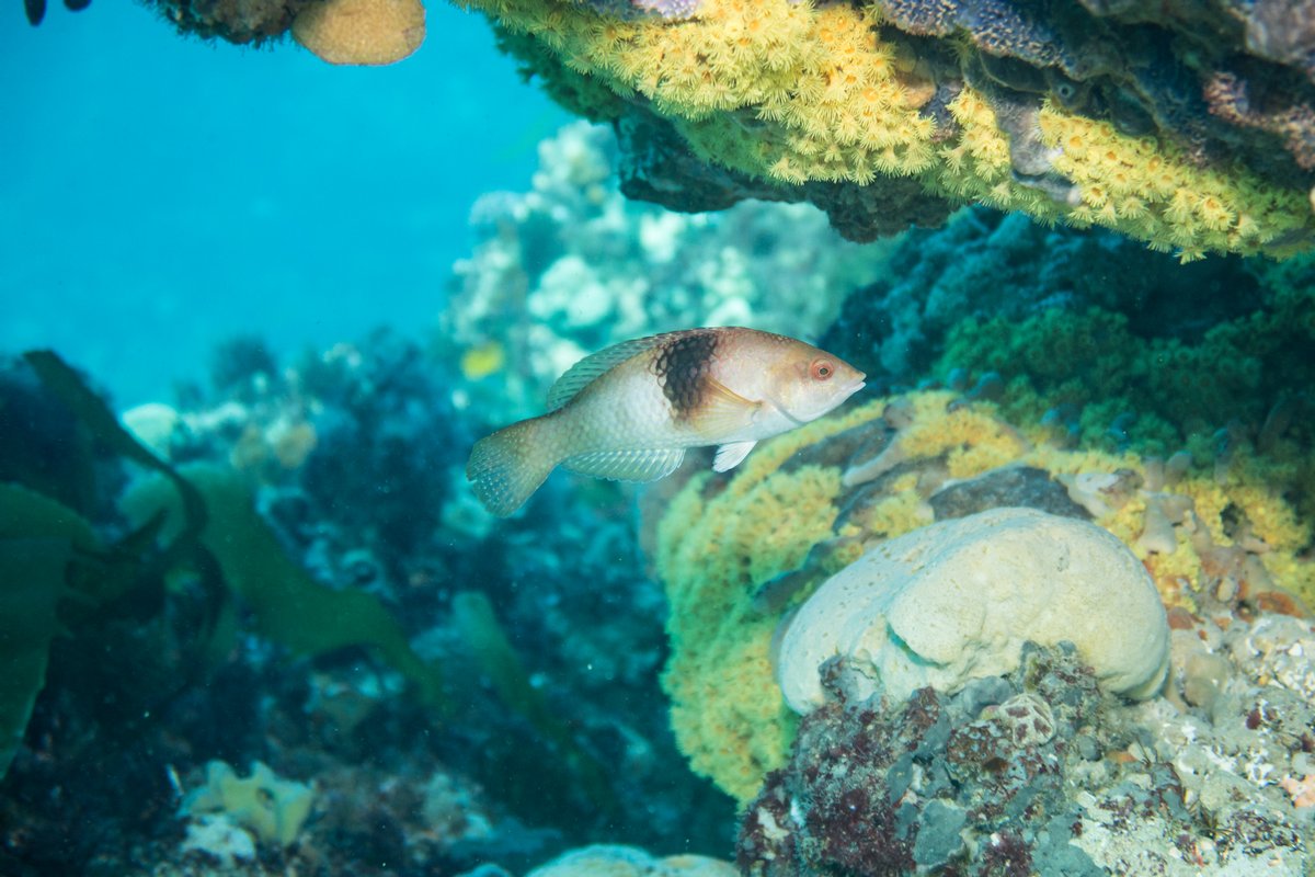 Bluethroat Wrasse