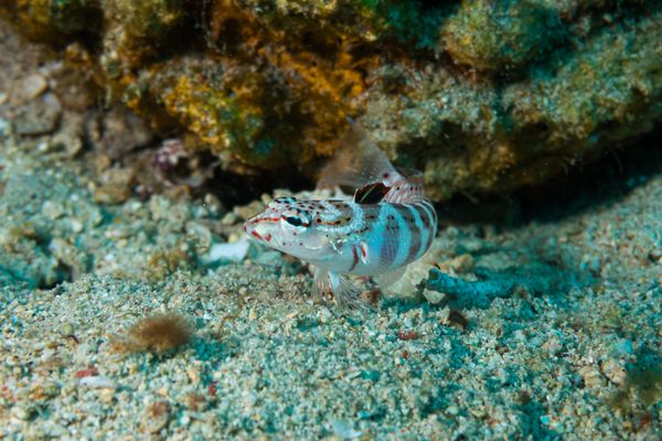 Lyretail Grubfish