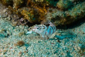 Lyretail Grubfish