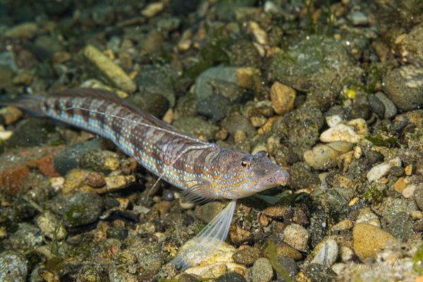 Parapercis sp.