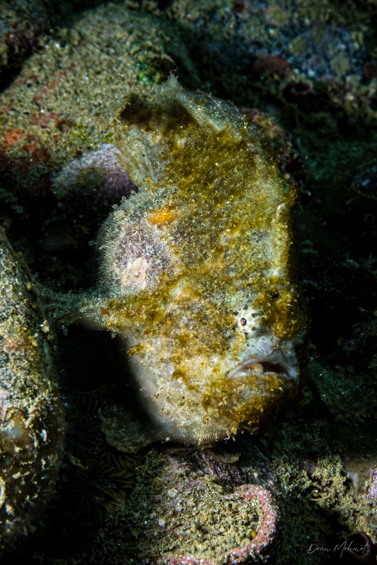 Abantennarius