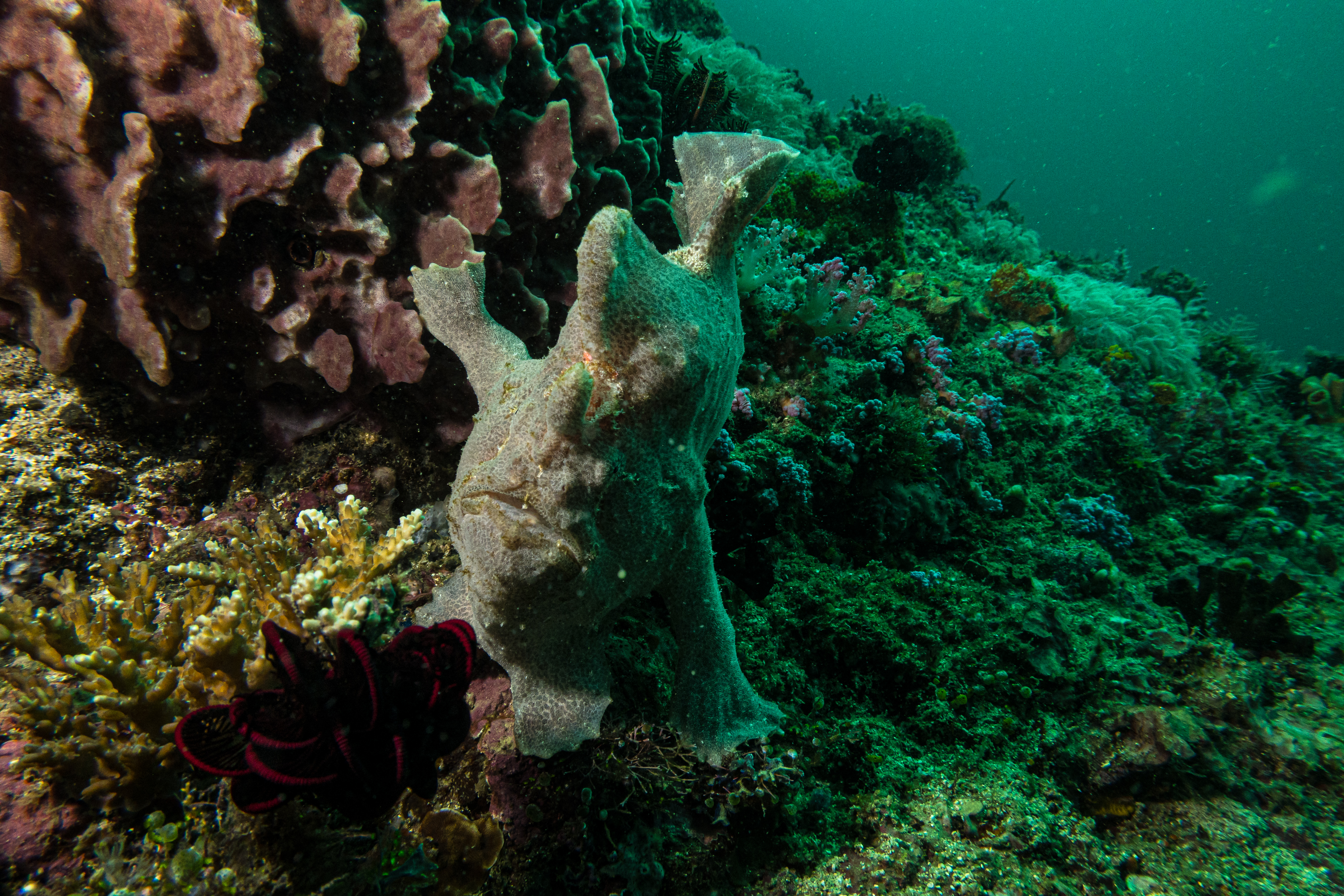 Giant Anglerfish