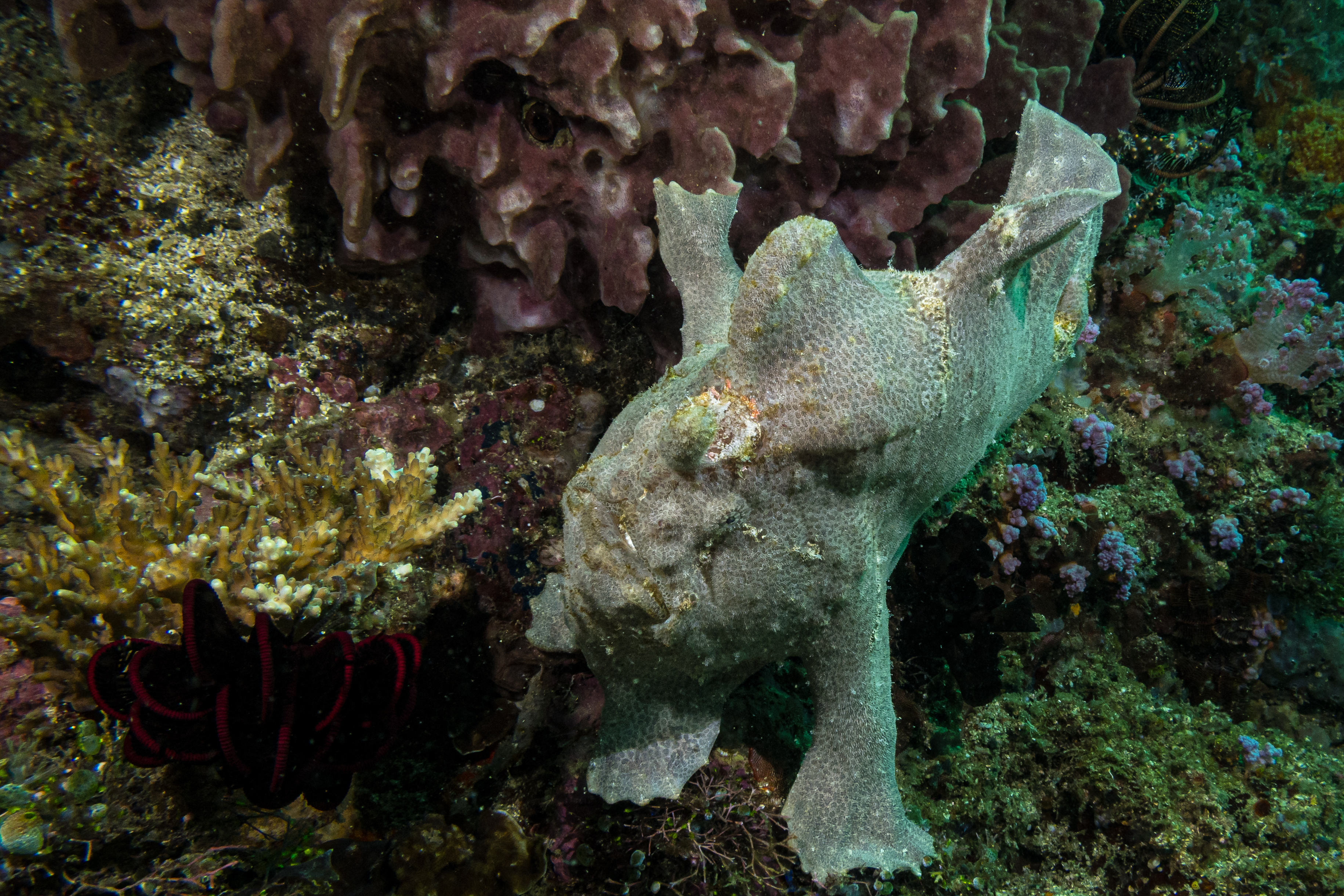 Giant Anglerfish