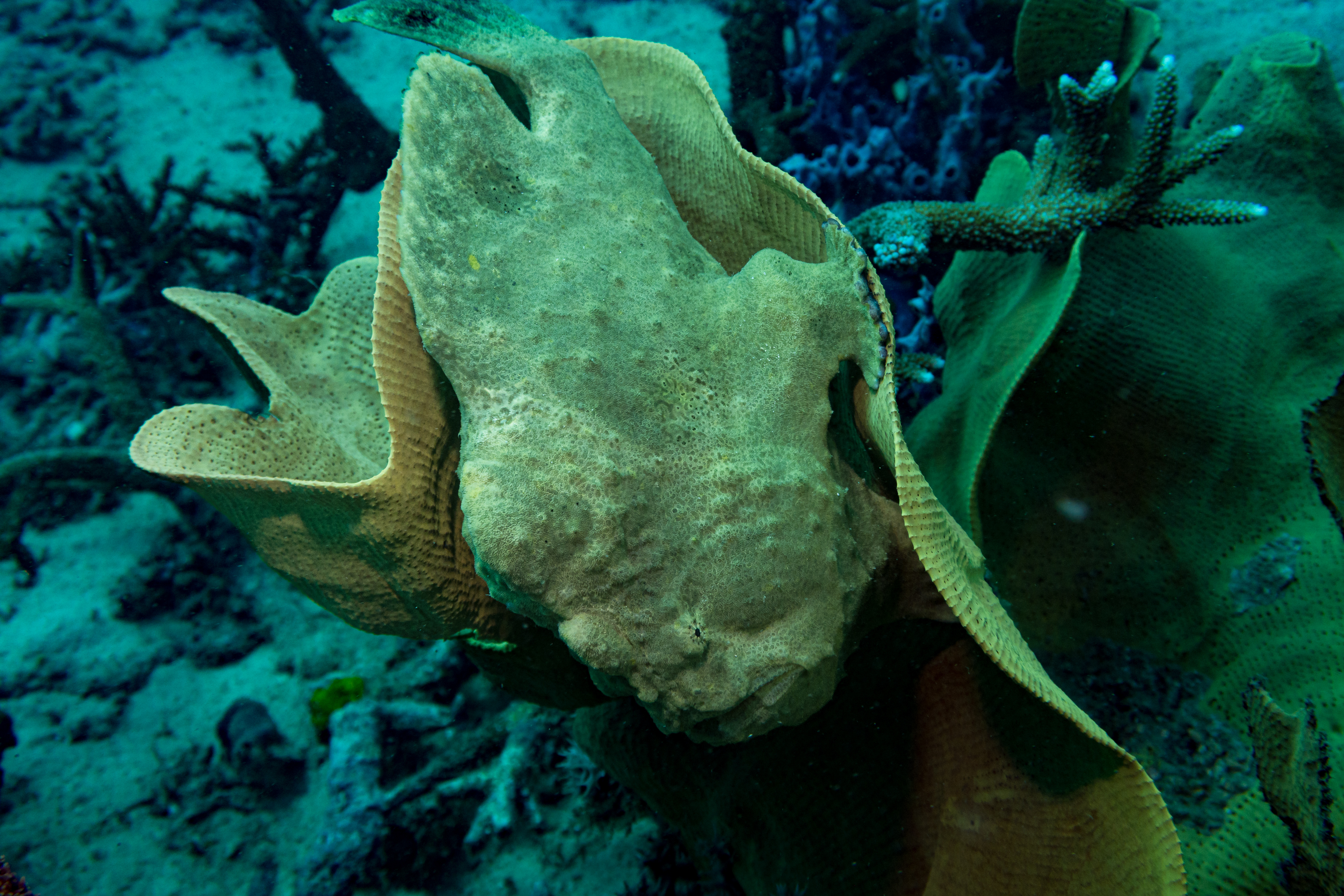 Giant Anglerfish