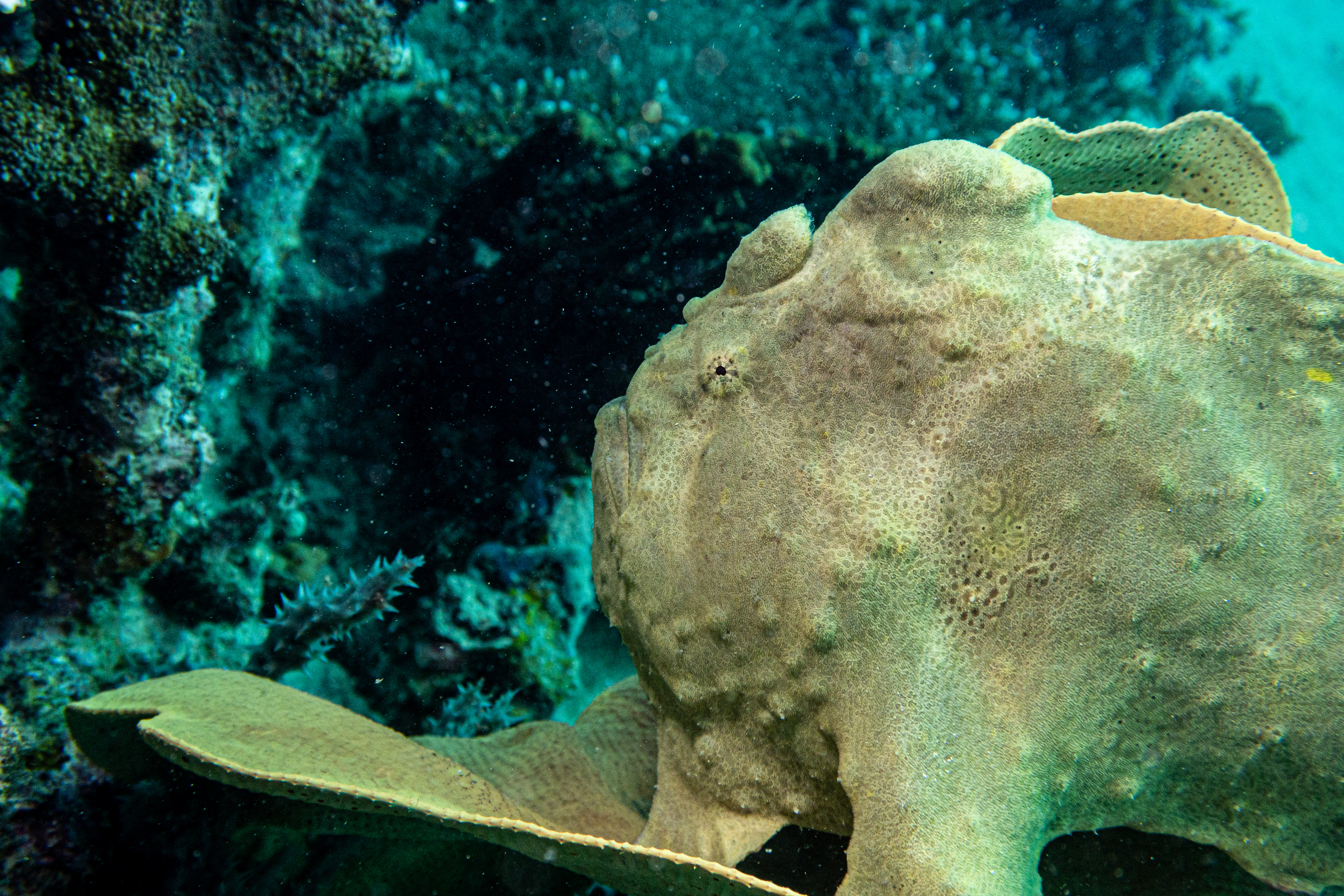 Giant Anglerfish