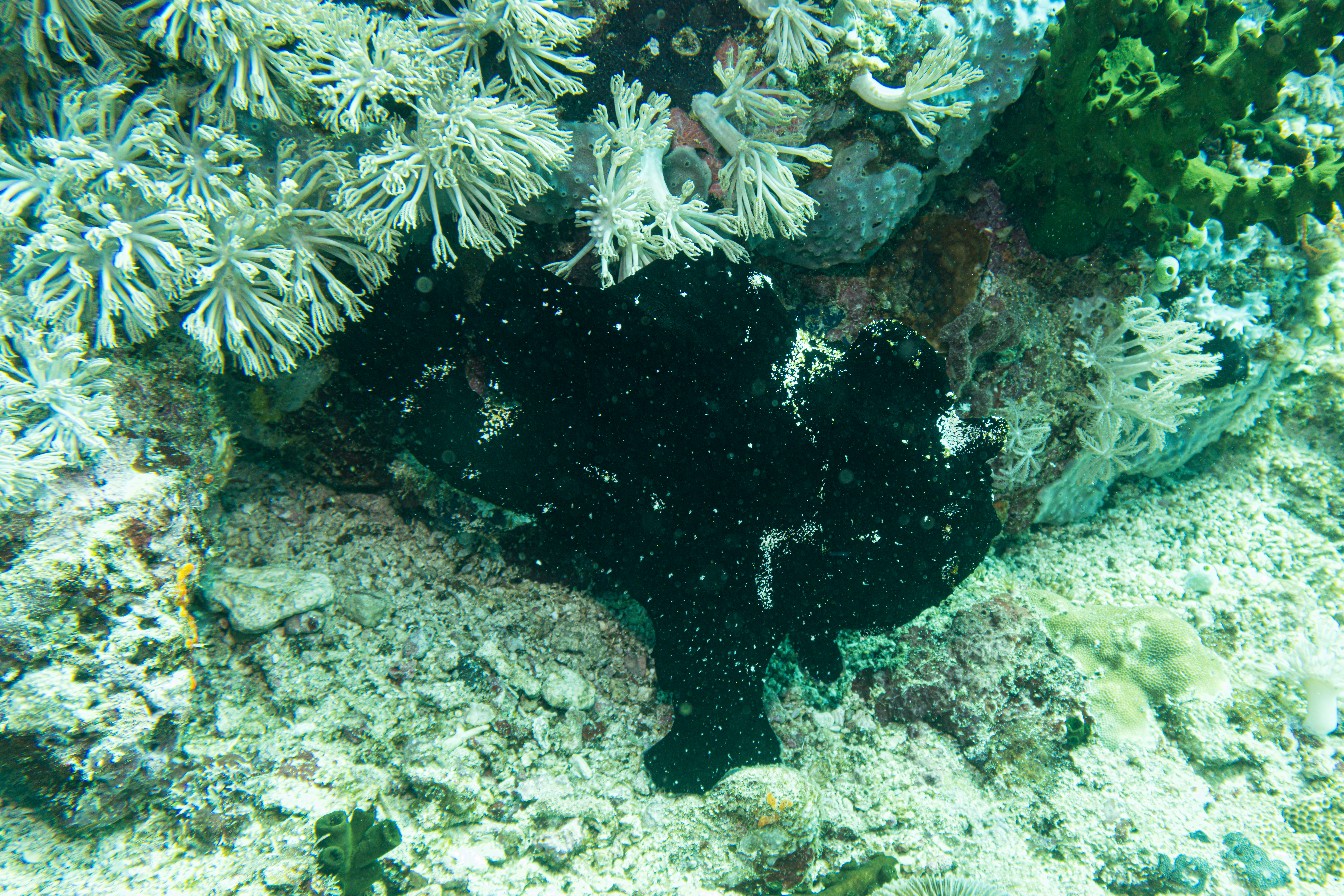 Giant Anglerfish