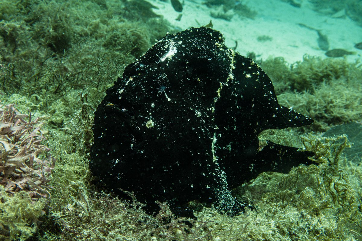Giant Anglerfish hero image