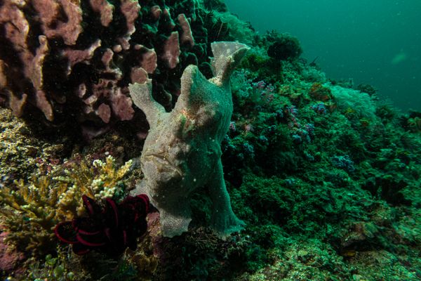 Giant Anglerfish - Photo 5