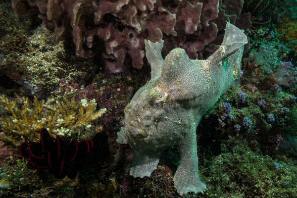 Giant Anglerfish - Photo 6