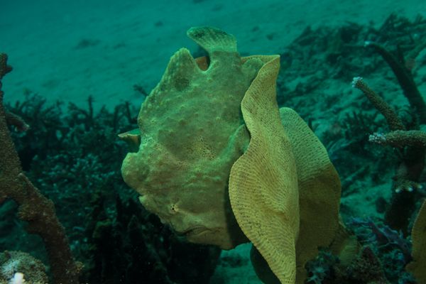 Giant Anglerfish - Photo 8