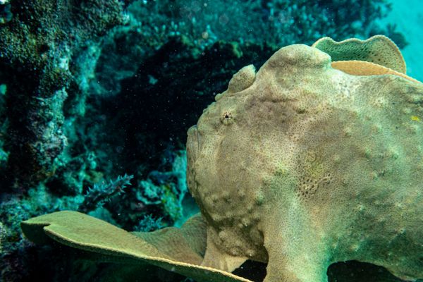 Giant Anglerfish - Photo 9