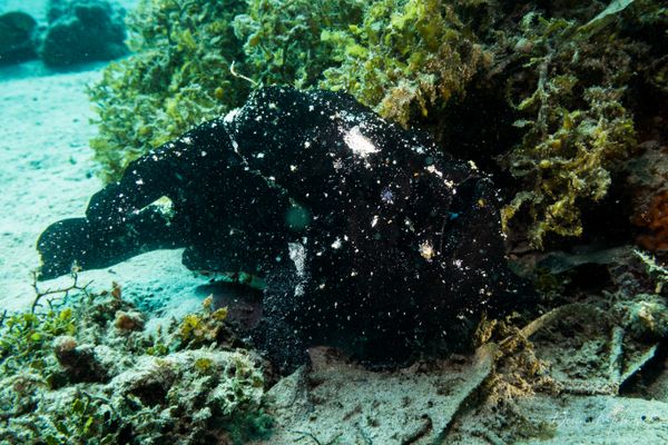 Giant Anglerfish
