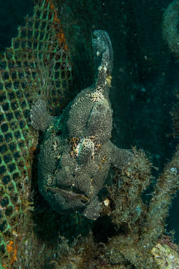 Giant Anglerfish - Photo 12