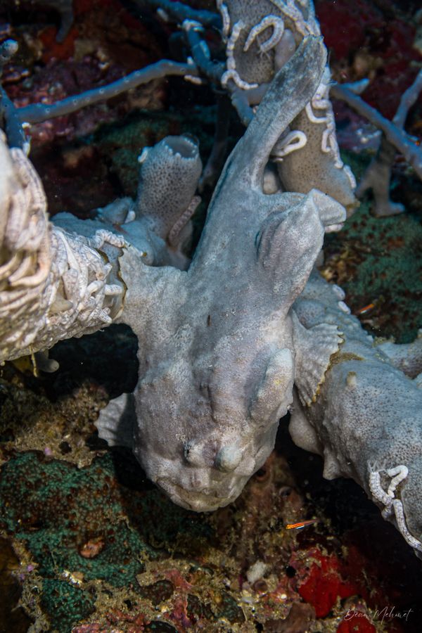 Giant Anglerfish