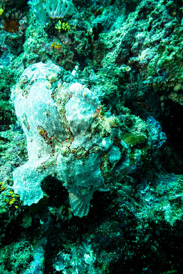 Giant Anglerfish - Photo 15