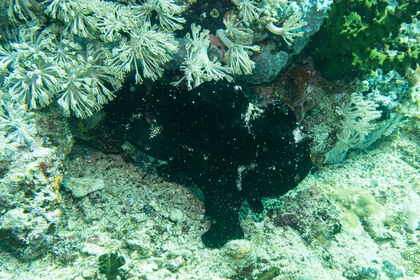 Giant Anglerfish