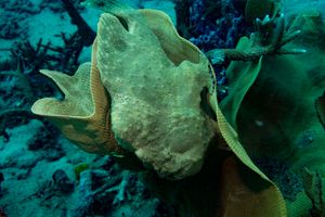 Giant Anglerfish