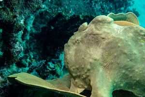 Giant Anglerfish
