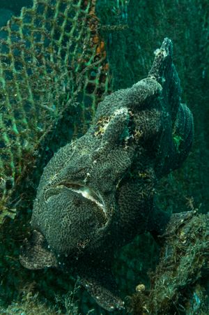Giant Anglerfish