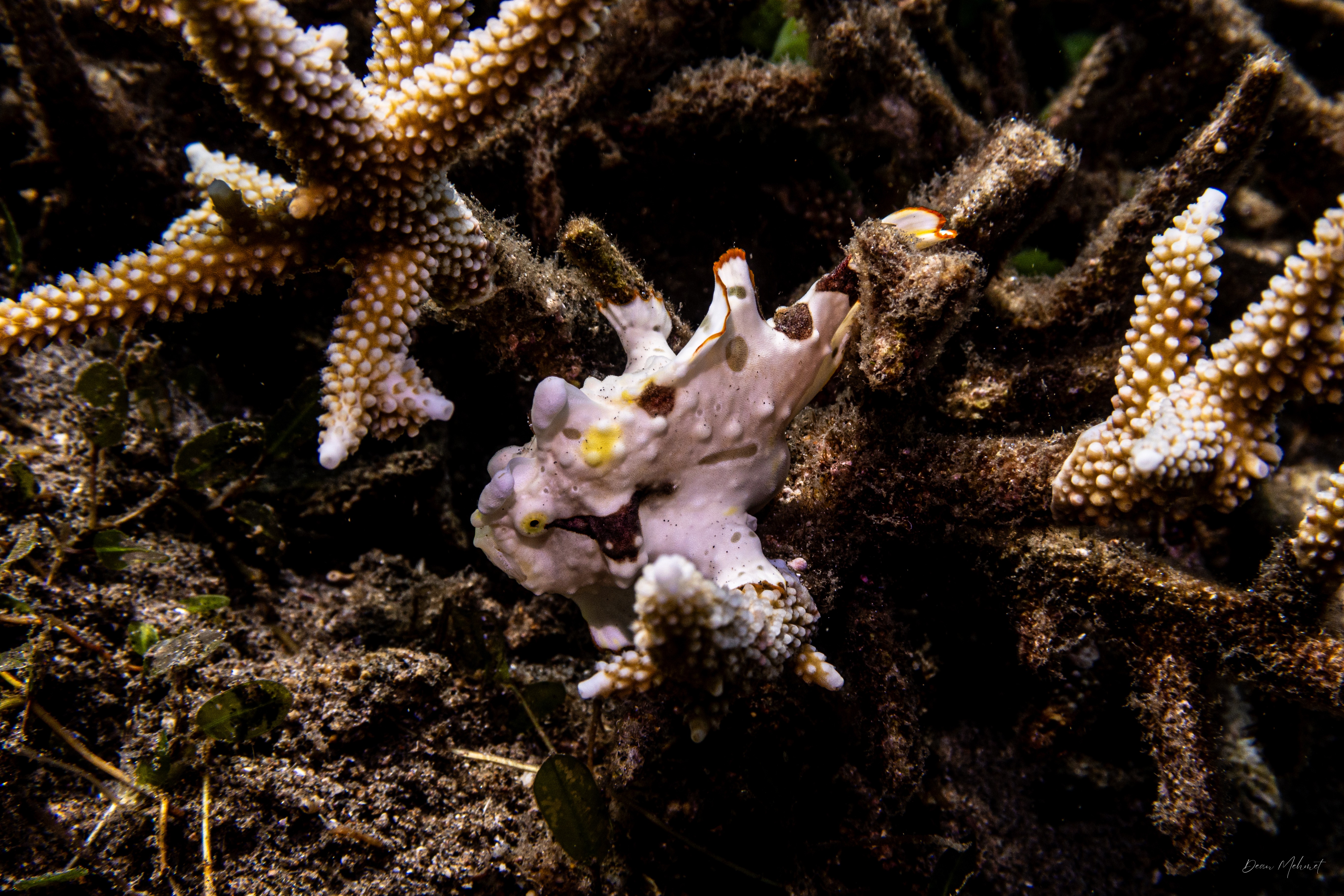 Warty Anglerfish