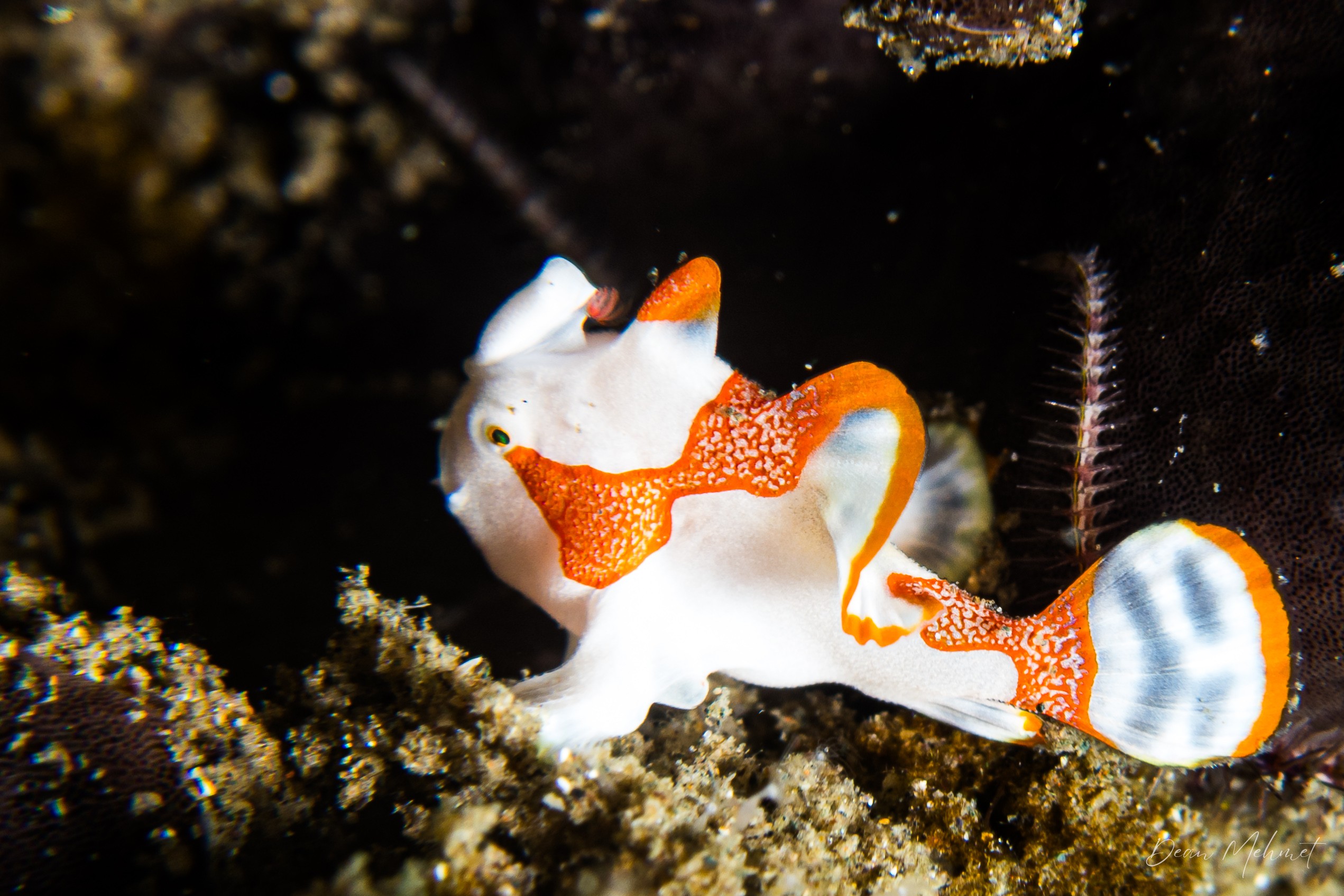 Warty Anglerfish