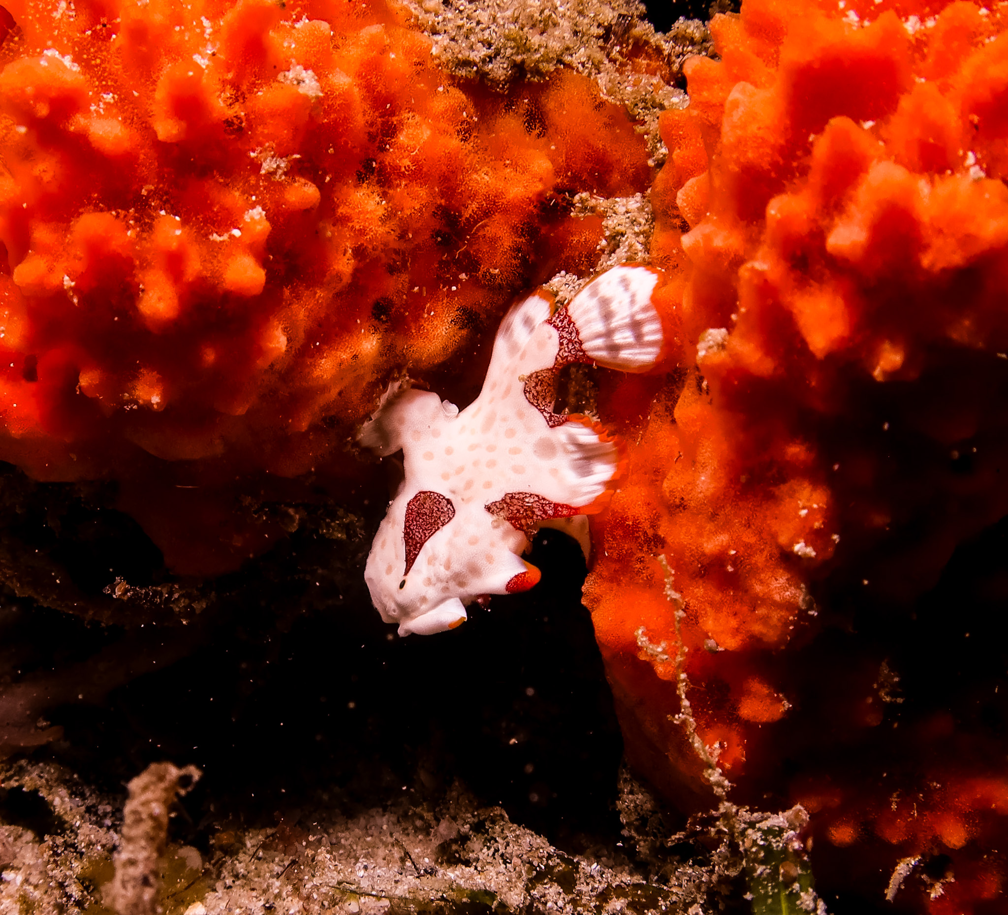 Warty Anglerfish