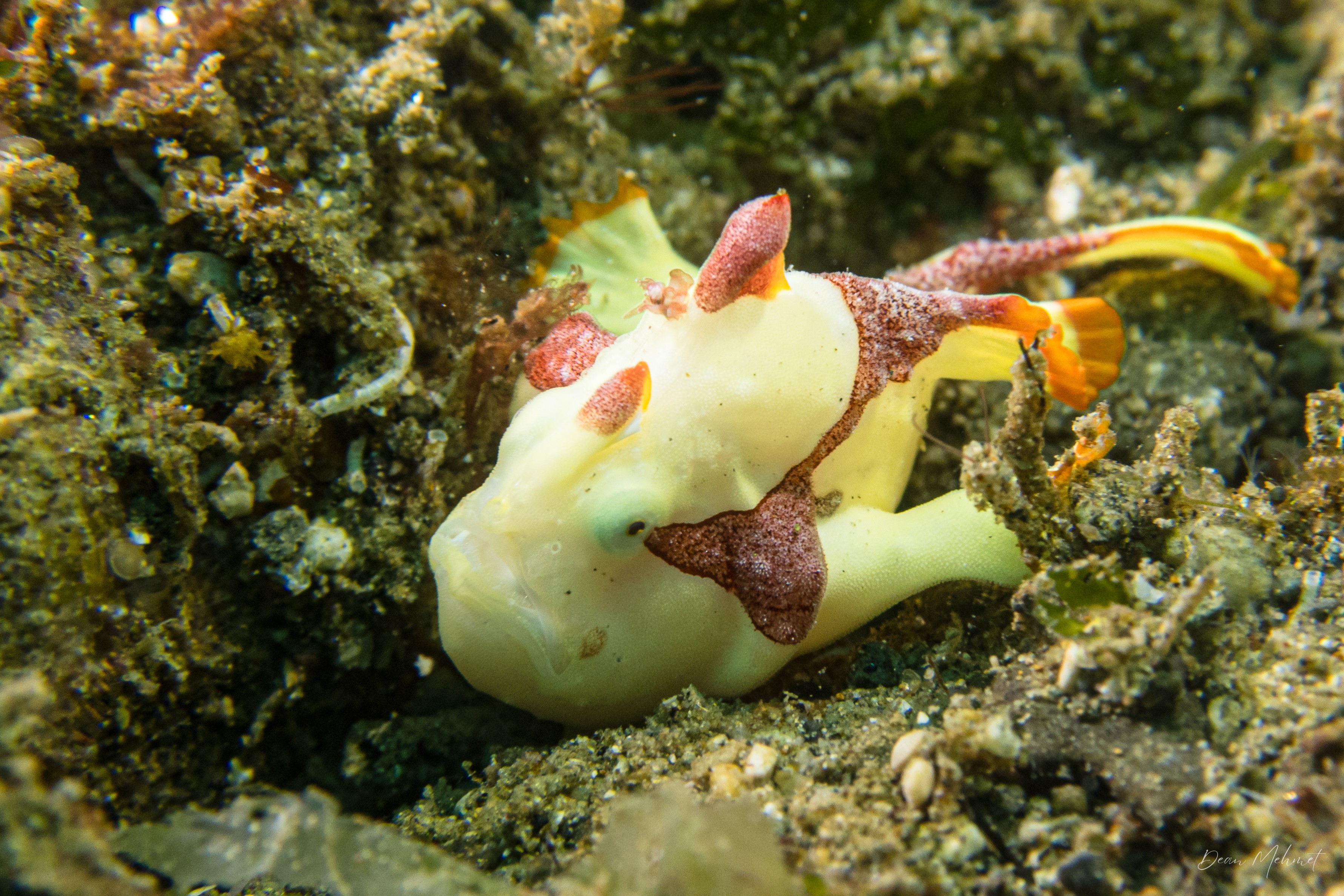 Warty Anglerfish