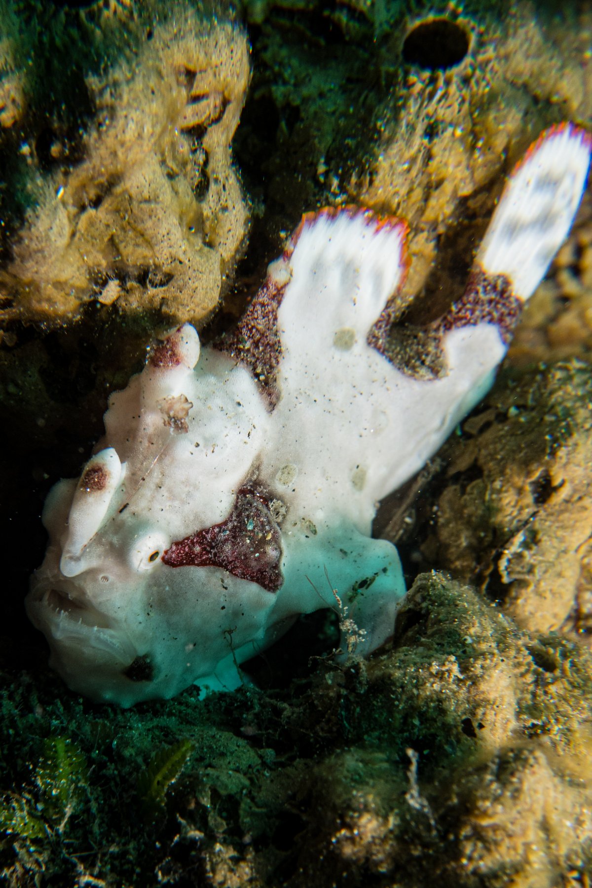 Warty Anglerfish